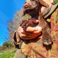 Cuccioli Springer Spaniel-Bracco Tedesco