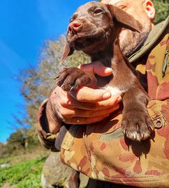 Cuccioli Springer Spaniel-Bracco Tedesco