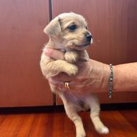 Cucciole femmine taglia mini