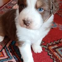 Cuccioli red pastore australiano