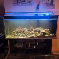 Acquario 350L Malawi 150x40cm – senza led e mobile