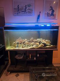 Acquario 350L Malawi 150x40cm – senza led e mobile