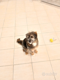 Cucciola di incrocio barboncino