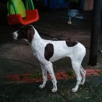 Cucciolone bracco tedesco