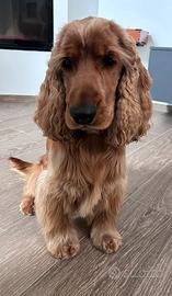 Cucciolo Cocker Spaniel Inglese