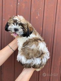 Shihtzu