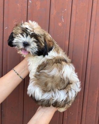 Shihtzu