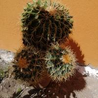 Fiori Echinocactus brusonii cuscino della suocera