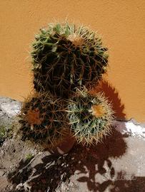 Fiori Echinocactus brusonii cuscino della suocera