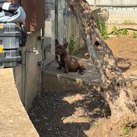 American bully pocket