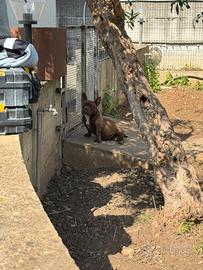 American bully pocket