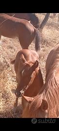 Puledra Quarter appaloosa