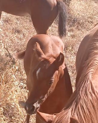 Puledra Quarter appaloosa