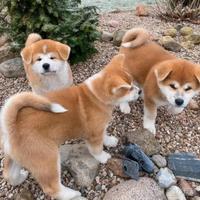 Cuccioli di Akita inu