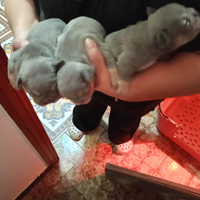 Bulldog francese