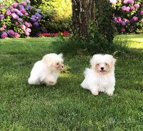 Maltese Cuccioli