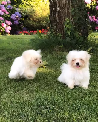Maltese Cuccioli