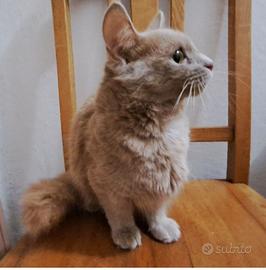 Gatta Munchkin, 2 anni e mezzo, zampe corte