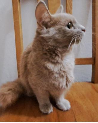 Gatta Munchkin, 2 anni e mezzo, zampe corte