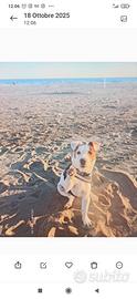 Femmina jack Russell per accoppiamento