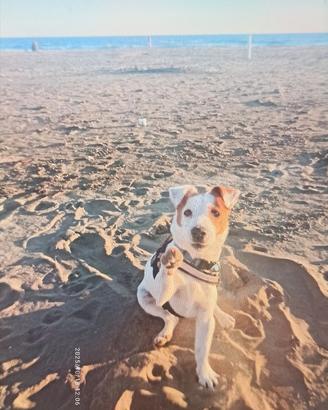 Femmina jack Russell per accoppiamento