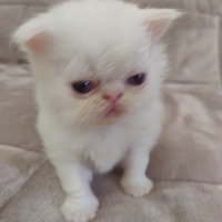 Disponibili gatti persiani