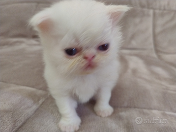 Disponibili gatti persiani