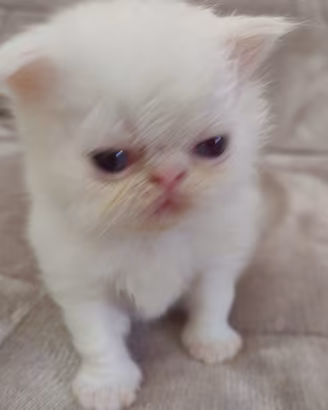 Disponibili gatti persiani