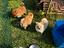 Immagine 4