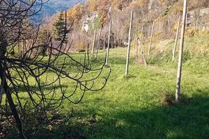 Terreno agricolo - zona Noriglio