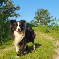 Border collie sposato, per monta. Carattere mite