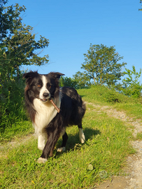 Border collie sposato, per monta. Carattere mite