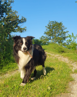 Border collie sposato, per monta. Carattere mite