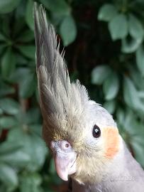 Calopsitta allevata a mano