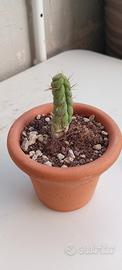 Cactus Unicorno ( Eulichnia Castanea)