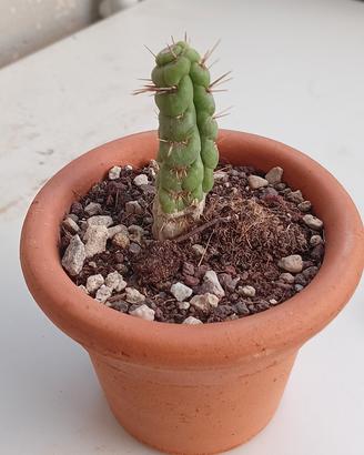 Cactus Unicorno ( Eulichnia Castanea)