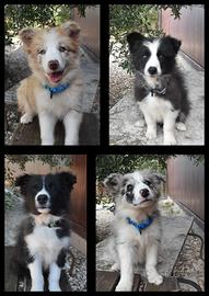 Splendidi cuccioli di Border collie