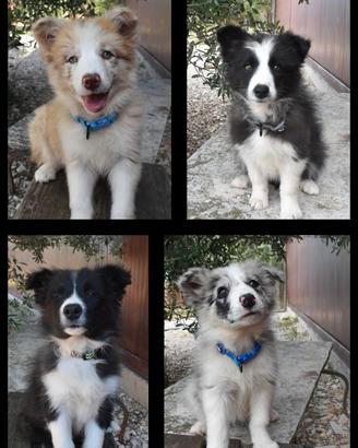 Splendidi cuccioli di Border collie