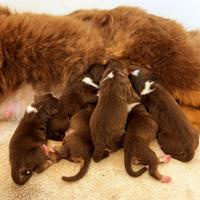 Cuccioli Pastore Australiano Red Tricolor