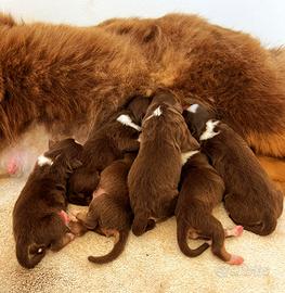 Cuccioli Pastore Australiano Red Tricolor