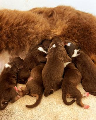 Cuccioli Pastore Australiano Red Tricolor