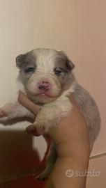 Border collie femmine e maschi merle e bianconeri