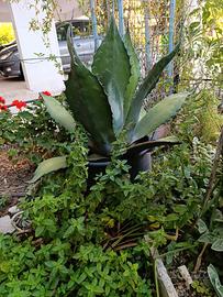 Agave americana 