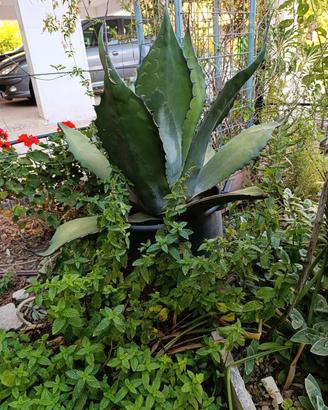 Agave americana 