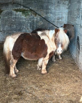 Pony