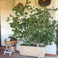 Ficus Benjamin in vaso