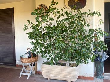 Ficus Benjamin in vaso