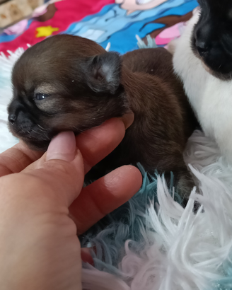 Femmina chihuahua