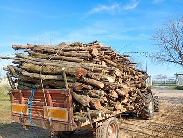 legna di nocciolino 