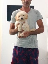 cucciolo di barboncino 